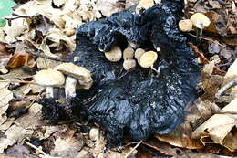 Image of Powdery Piggyback mushroom