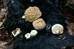 Image of Powdery Piggyback mushroom