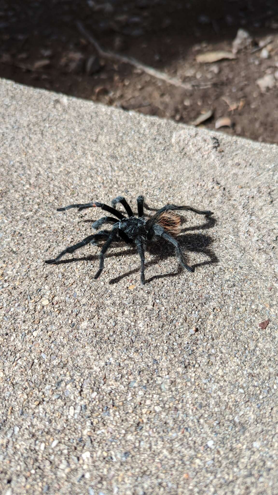 Image of Aphonopelma chiricahua Hamilton, Hendrixson & Bond 2016