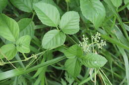 Imagem de Cayratia trifolia (L.) Domin