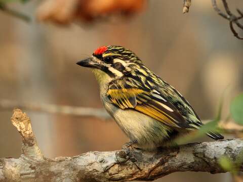 Image of Red-fronted Tinkerbird