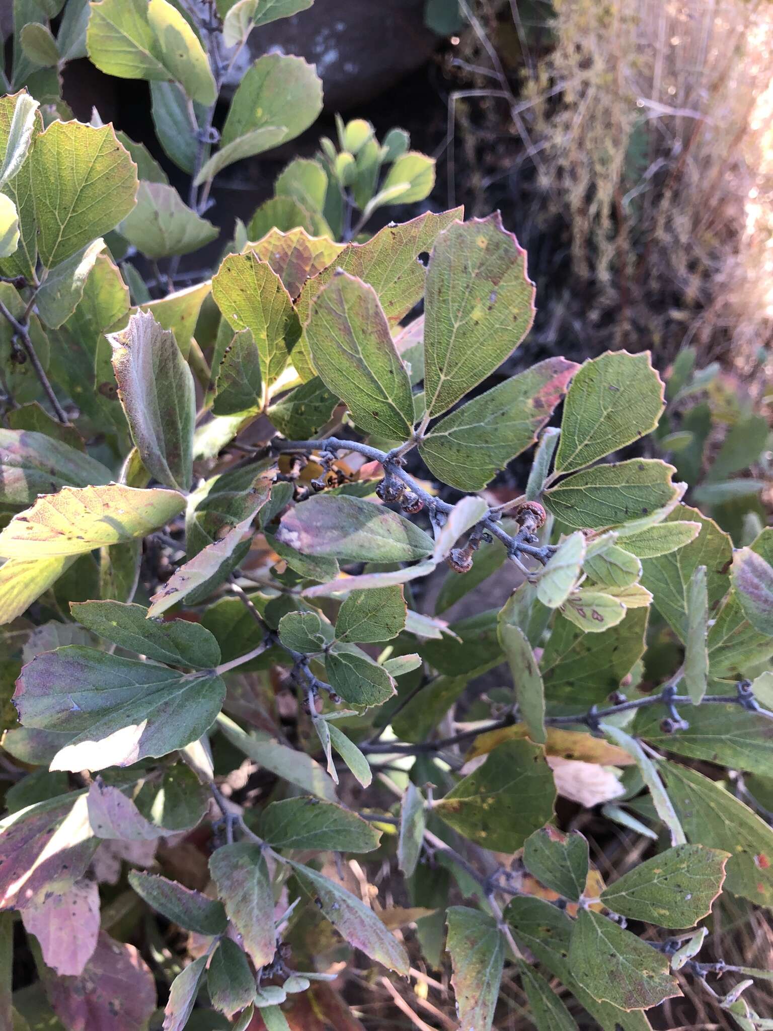 Image de Rhoicissus tridentata subsp. cuneifolia (Eckl. & Zeyh.) N. R. Urton