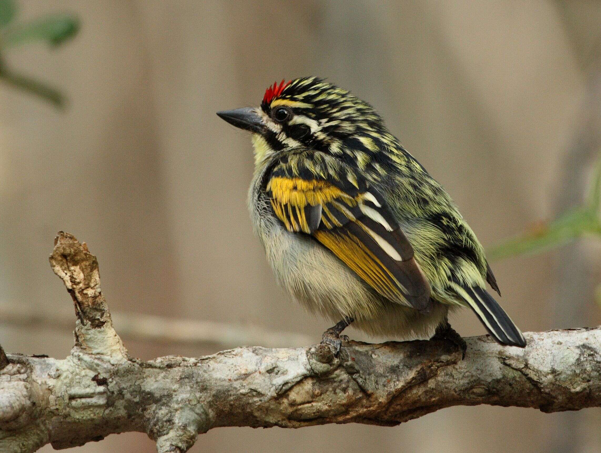 Image of Red-fronted Tinkerbird