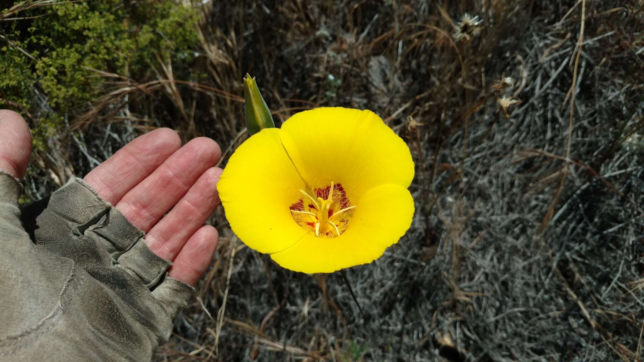 Image of goldenbowl mariposa lily