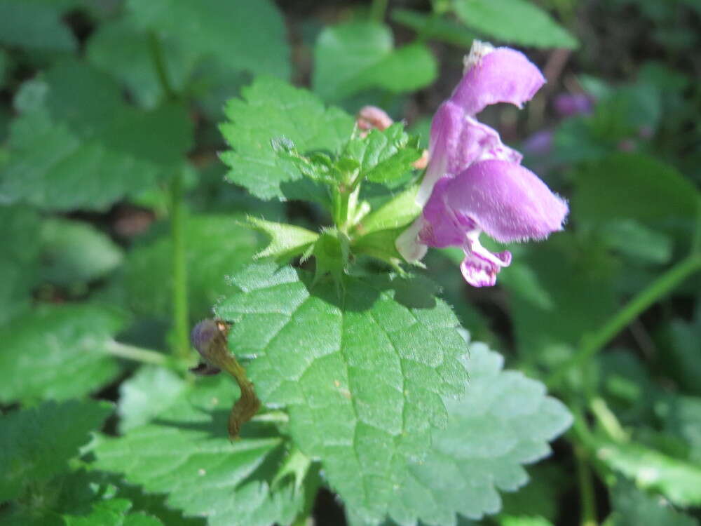 Image of spotted dead-nettle