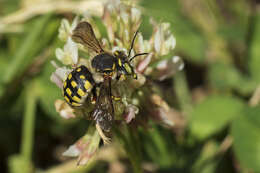 Anthidium loti Perris 1852的圖片