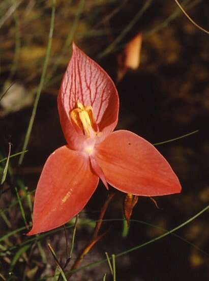 Image of Red Disa