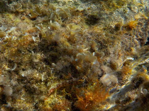 Image of Red-black triplefin