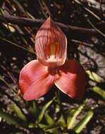 Image of Red Disa