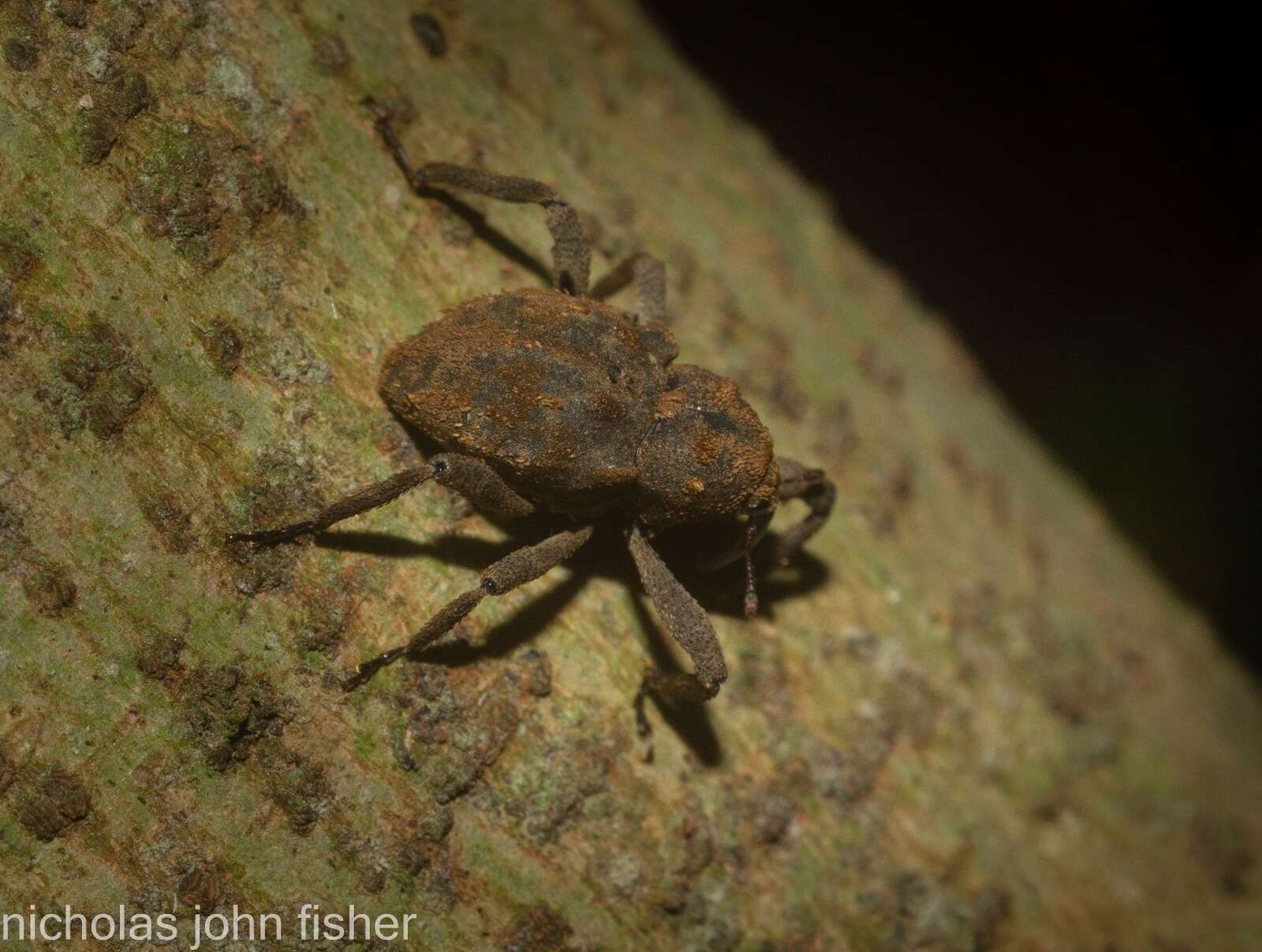 Image of Paleticus subereus Lea 1898