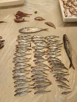 Image of Black Sea Horse Mackerel