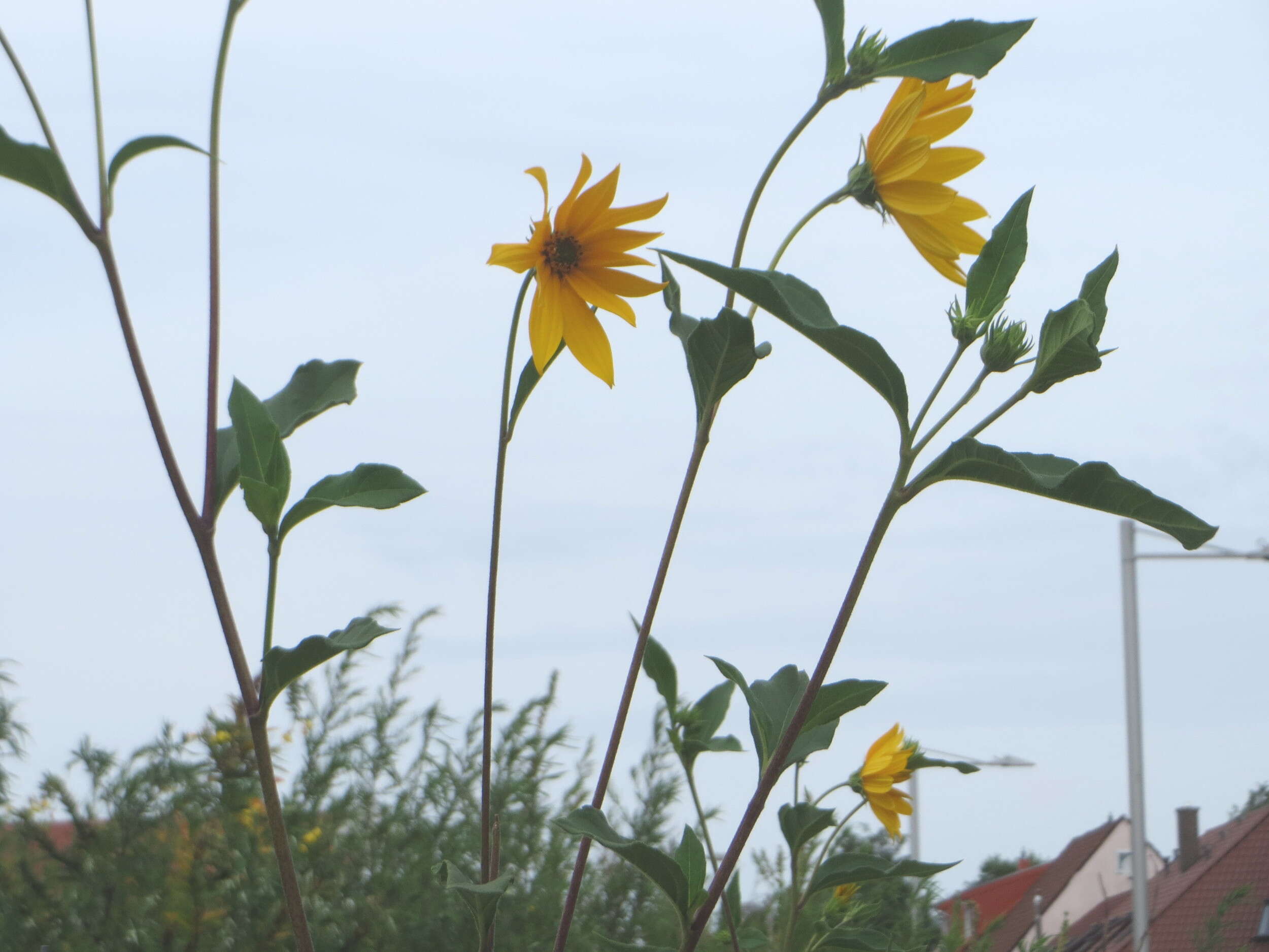 Image of Jerusalem artichoke