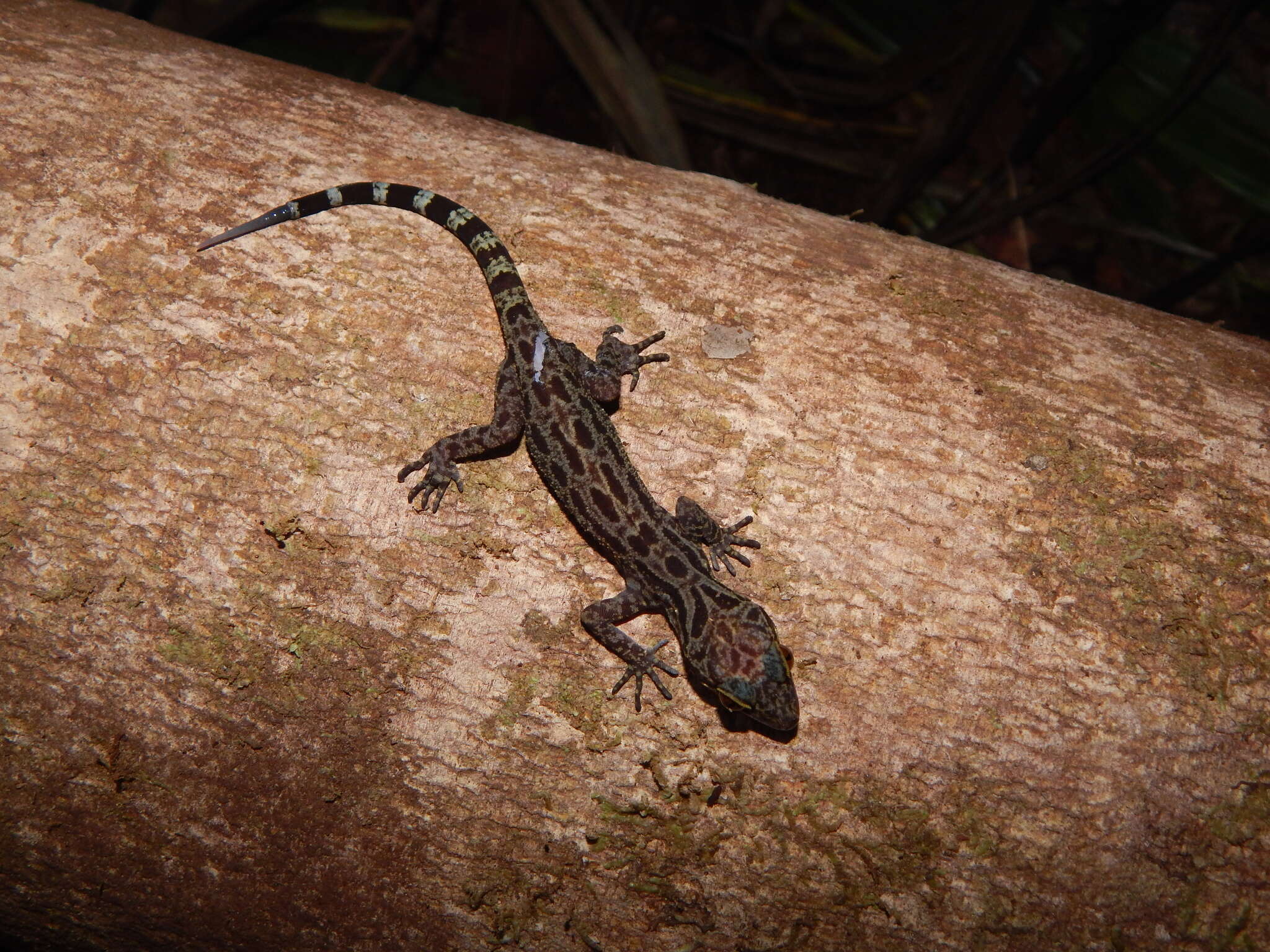 Image of Cyrtodactylus majulah Grismer, Wood & Lim 2012