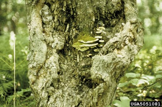 Image of <i>Oxyporus populinus</i> (Schumach.) Donk 1933