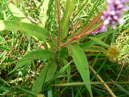Image of Persicaria limbata (Meisn.) Hara