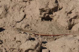 Image of Rapid Racerunner