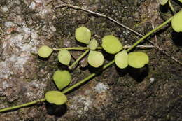 Image of Dischidia formosana Maxim.