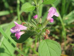 Image of wild basil