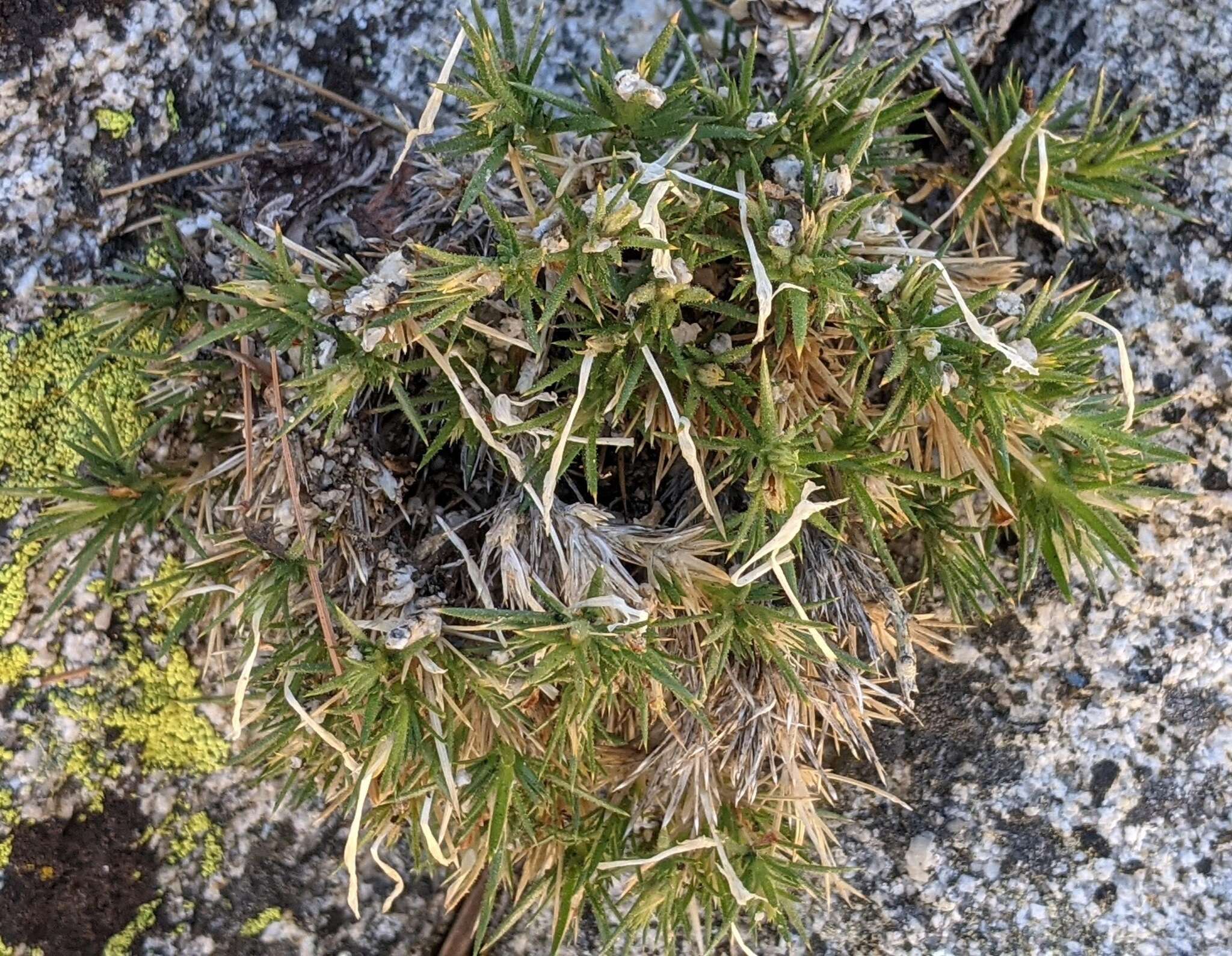 Image of San Jacinto prickly phlox