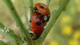 Image of twospotted lady beetle