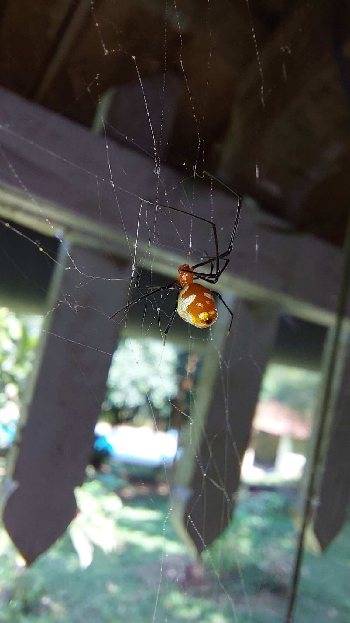 Image of Argyrodes miniaceus (Doleschall 1857)