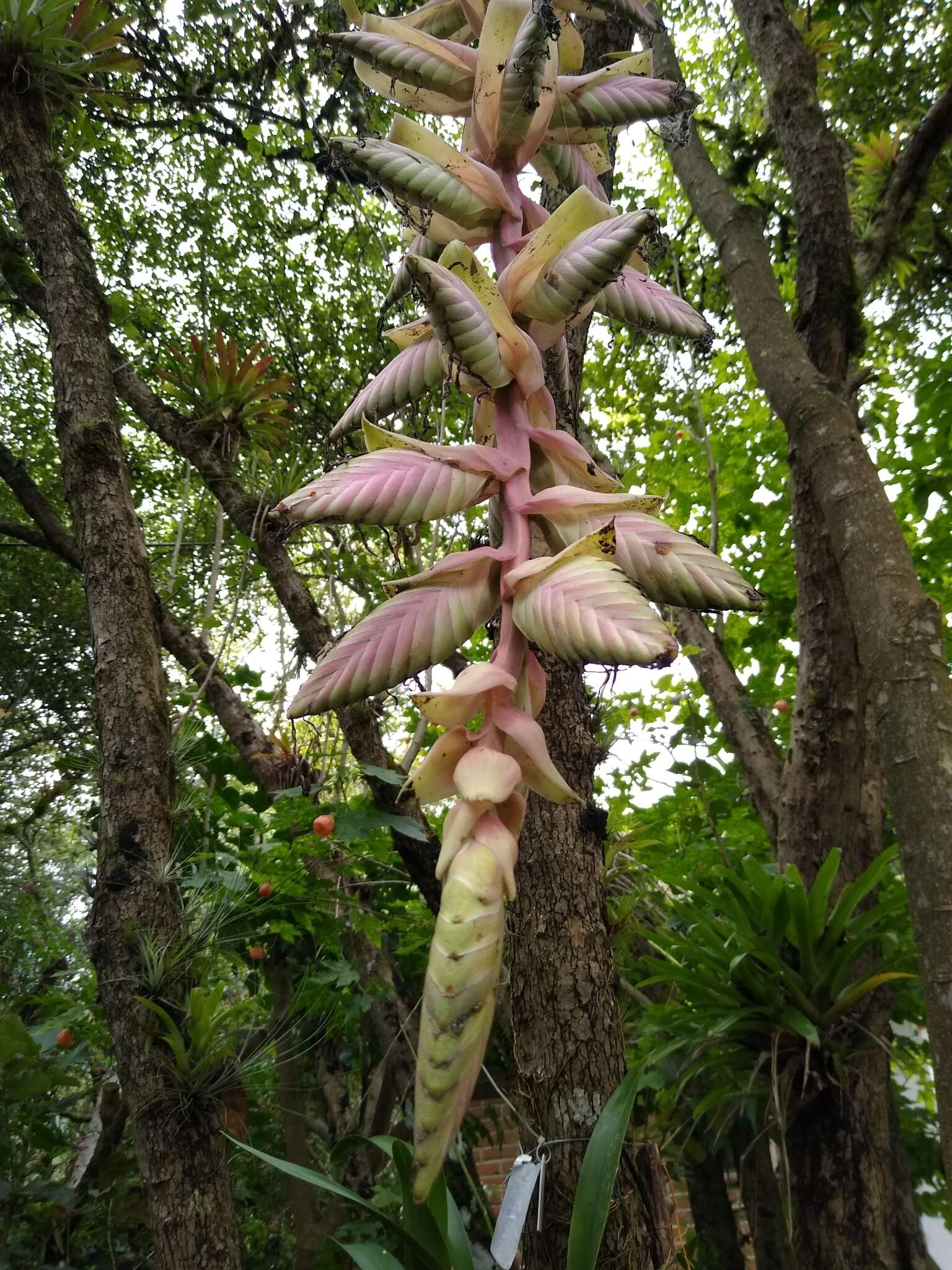 Imagem de Tillandsia eizii L. B. Sm.