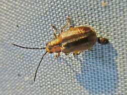 Image of Viburnum leaf beetle