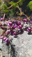 Image of Calceolaria purpurea R. Grah.