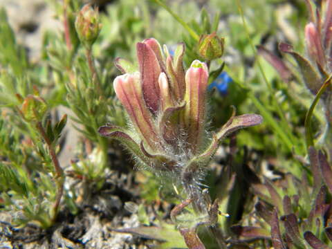 Image of beautiful Indian paintbrush