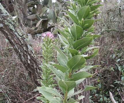 Image of Acourtia moschata (La Llave & Lex.) DC.