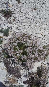 Image of Asperula cretacea Willd. ex Roem. & Schult.