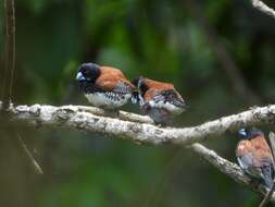 Image de Spermestes bicolor (Fraser 1843)