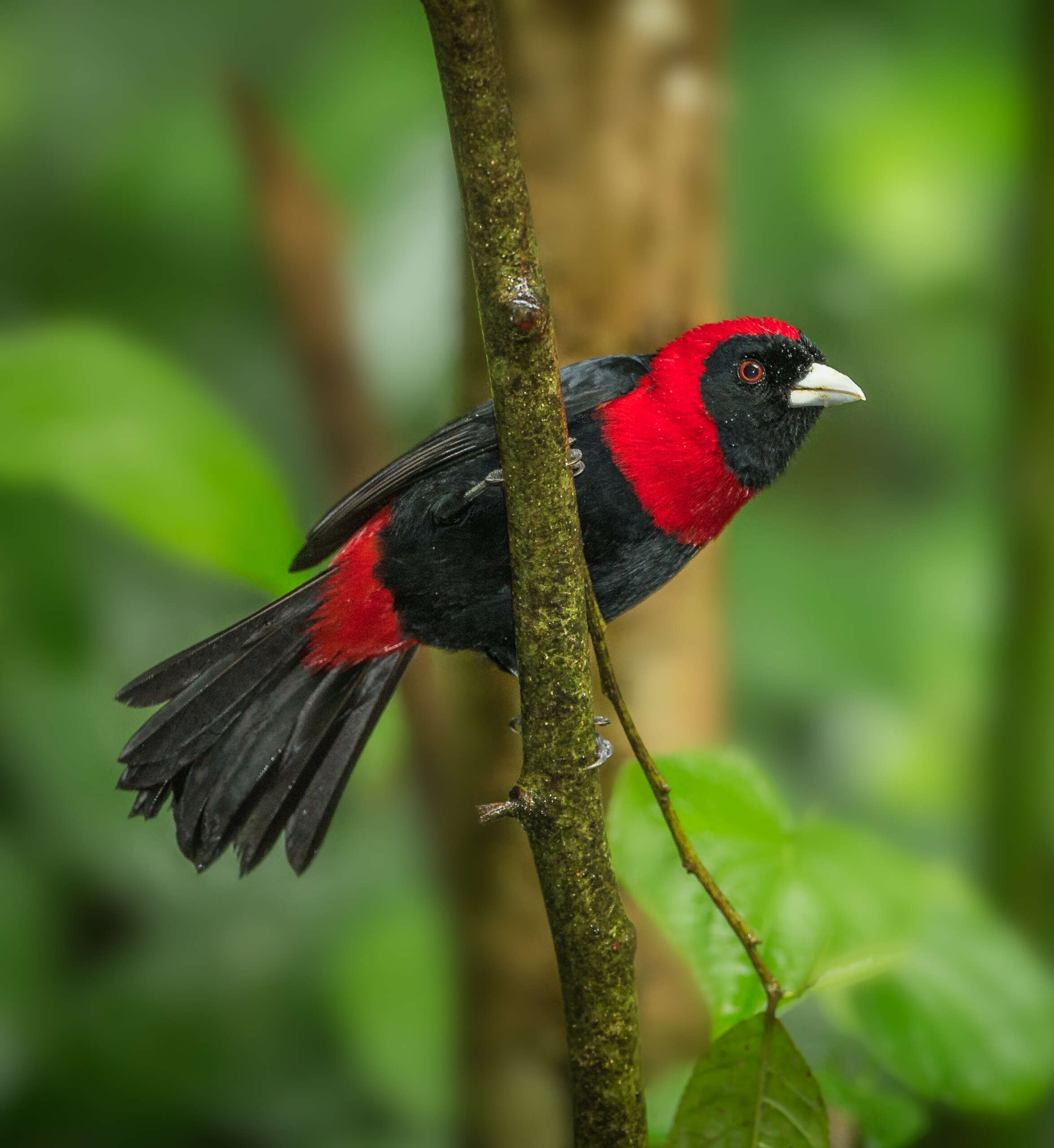 Image of Crimson-collared Tanager