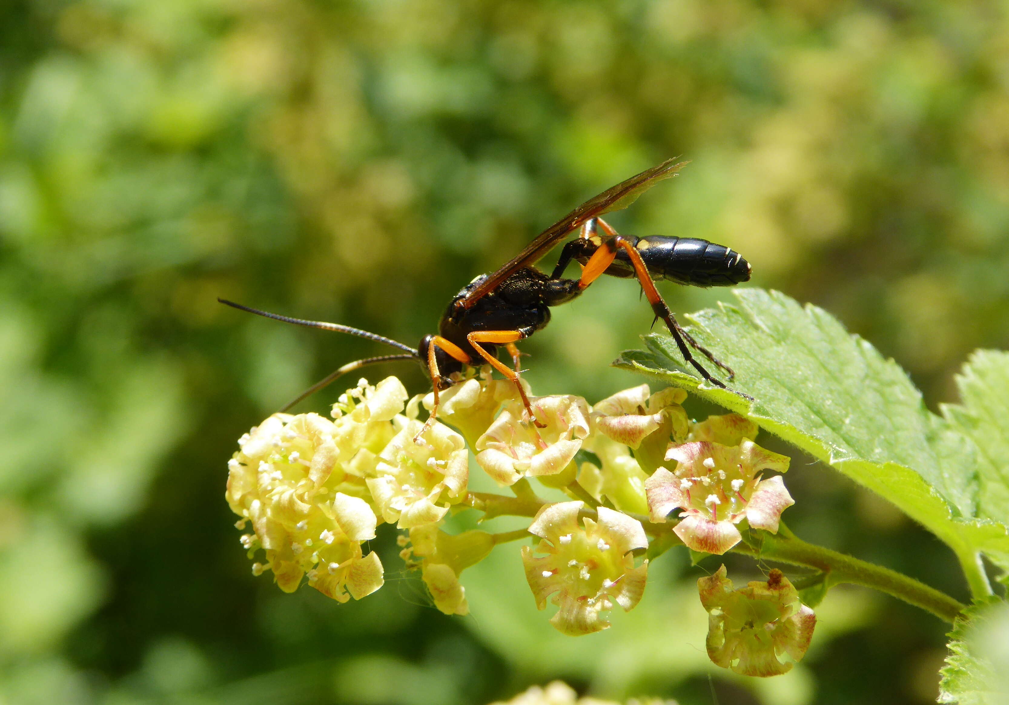 Ichneumoninae resmi