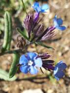 Image of Anchusa thessala Boiss. & Spruner