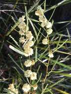 Image de Acacia pentadenia subsp. syntoma J. E. Reid, Ward.-Johnson & Maslin