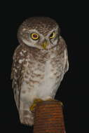 Image of Spotted Owlet