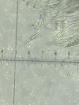 Image of Pseudosagedia cestrensis