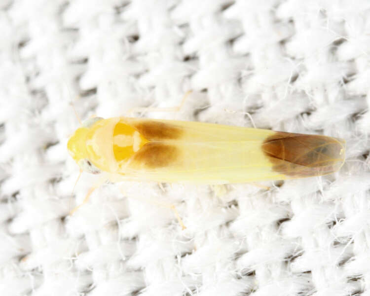 Image of Empoasca (Empoasca) mira Knull 1951