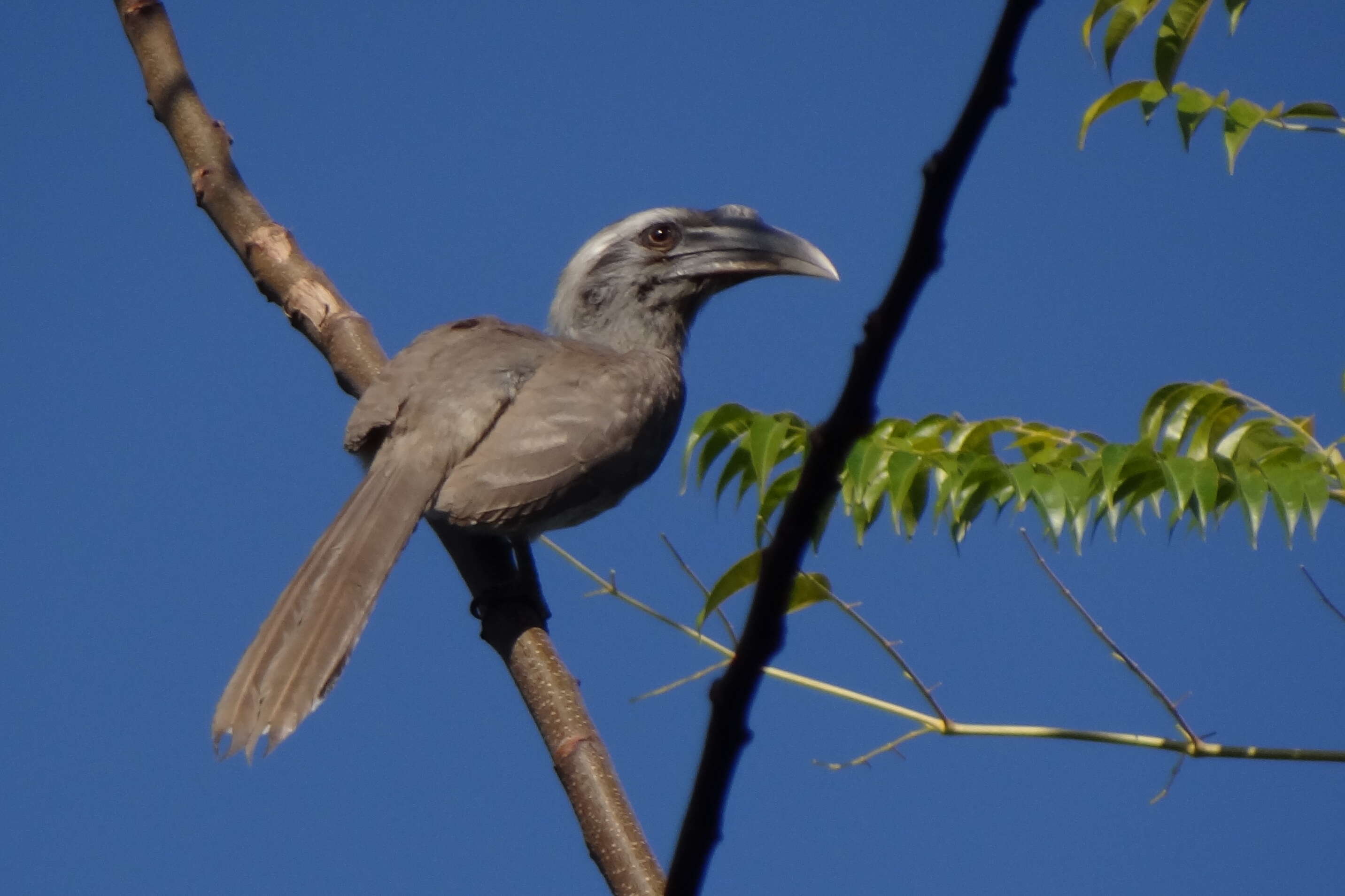 Image of Indian Grey Hornbill