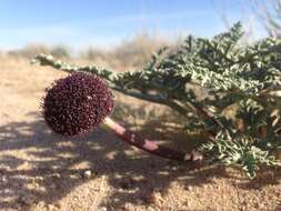 Image of desert springparsley