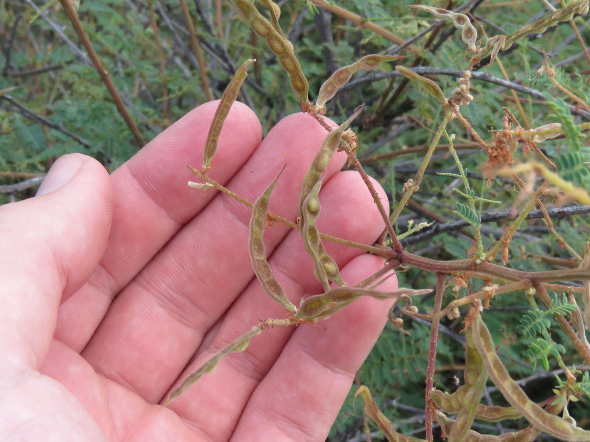 Image of velvetpod mimosa