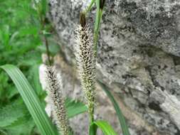 Image of Greater Pond-Sedge