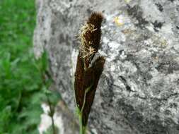 Image of Greater Pond-Sedge