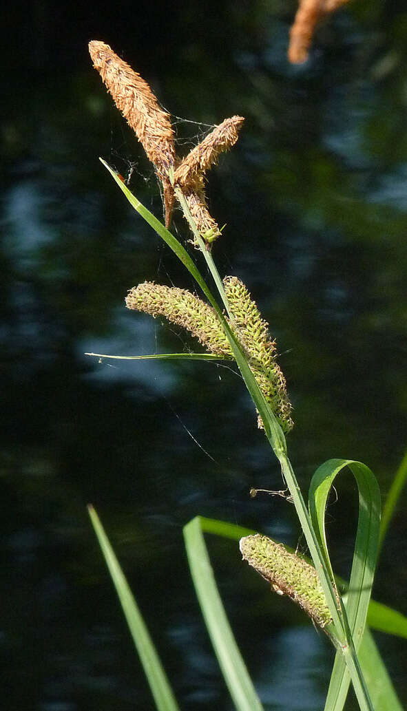 Image of Greater Pond-Sedge