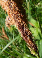 Image of Greater Pond-Sedge