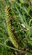 Image of Greater Pond-Sedge