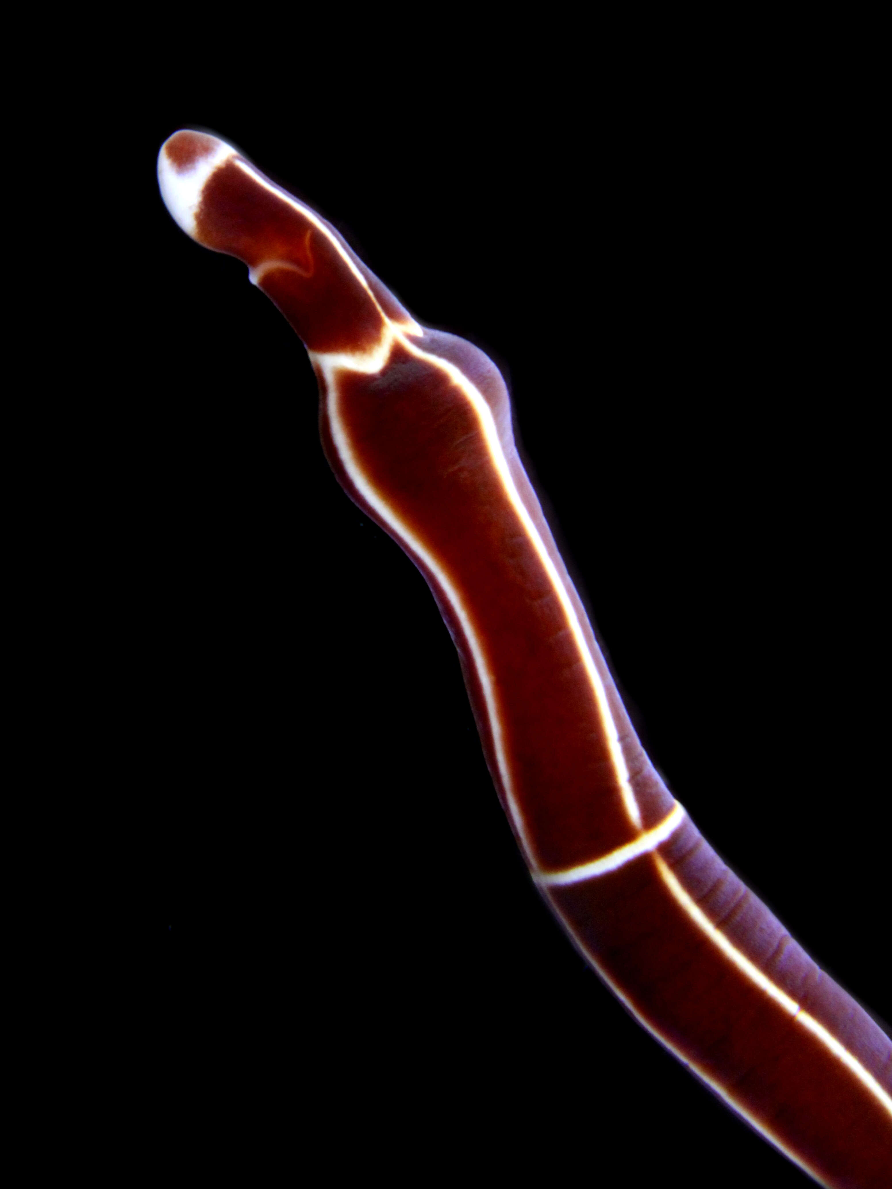 Image of football Jersey worm