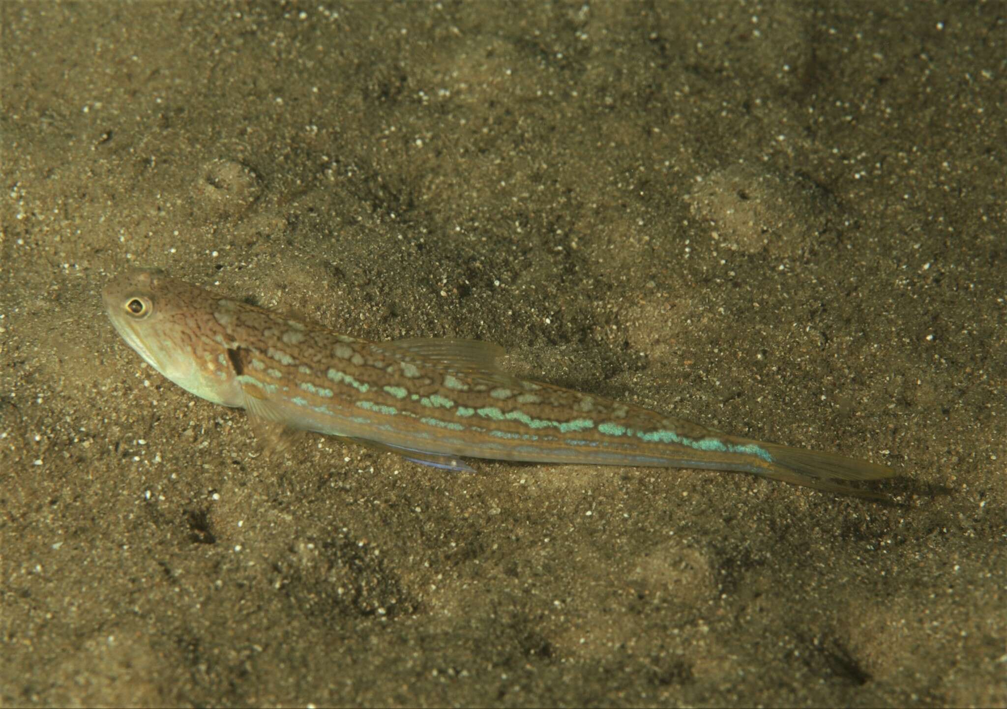 Image of Snakefish