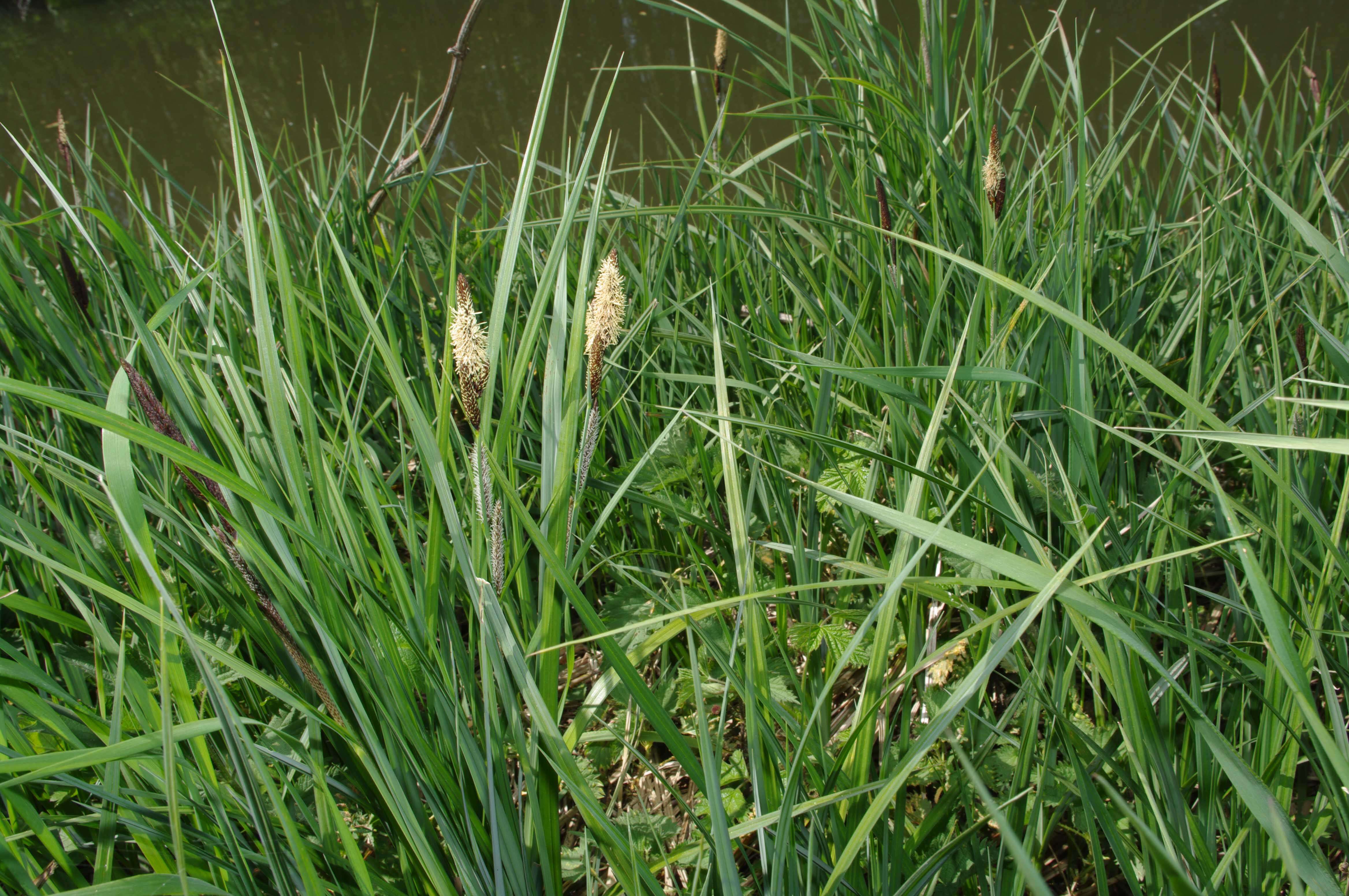 Image of Greater Pond-Sedge